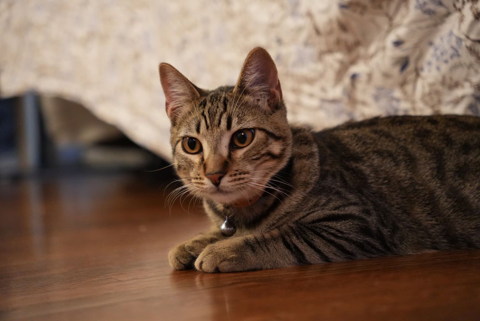 Tabby cat with a bell collar resting on a wooden floor