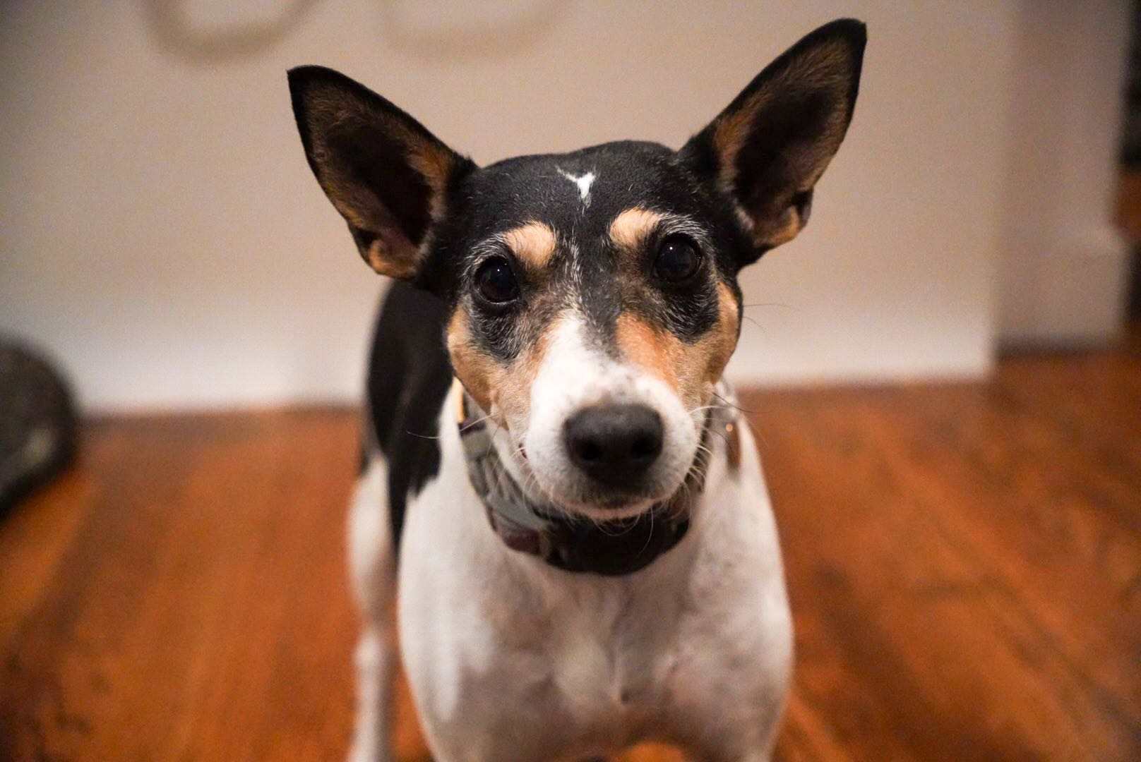 Tricolor dog with a white blaze looking directly at the camera
