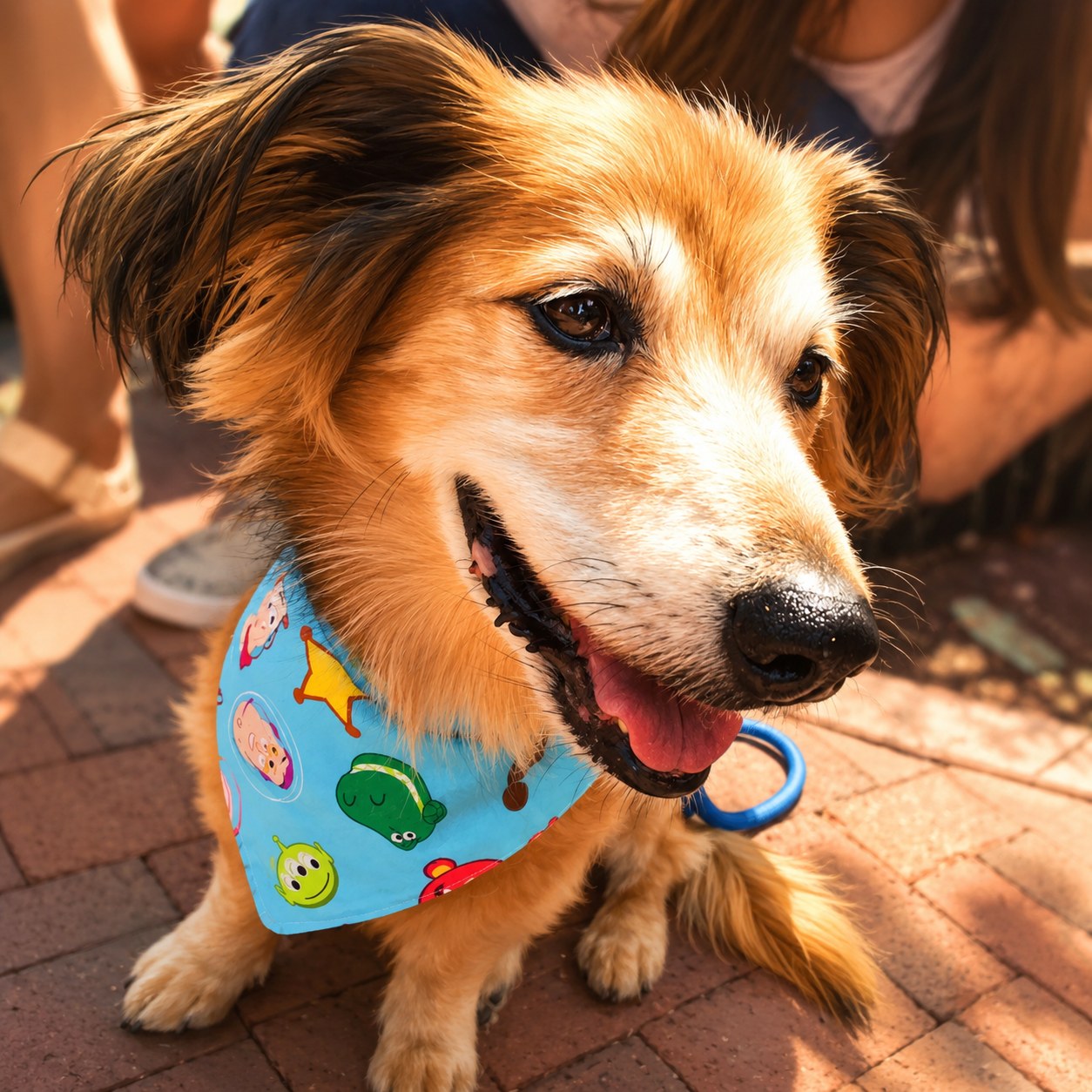 Benni, a small brown and white dog wearing a colorful bandana with cartoon characters